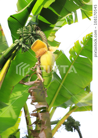 Basho flower and banana-like fruit Basho flower and banana-like fruit 108170545