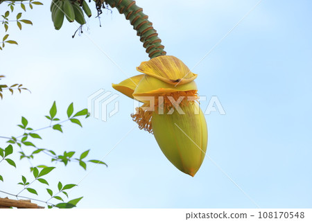 芭蕉花和香蕉般的果實 108170548