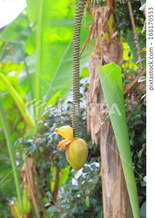 Basho flower and banana-like fruit 108170553