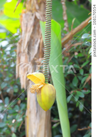 Basho flower and banana-like fruit Basho flower and banana-like fruit 108170554