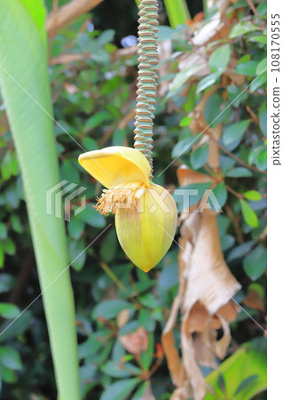 Basho flower and banana-like fruit Basho flower and banana-like fruit 108170555