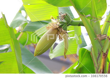 Basho flower and banana-like fruit Basho flower and banana-like fruit 108170556