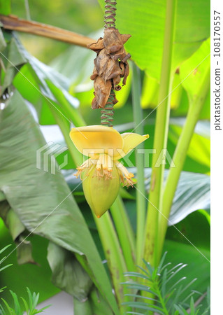 Basho flower and banana-like fruit Basho flower and banana-like fruit 108170557