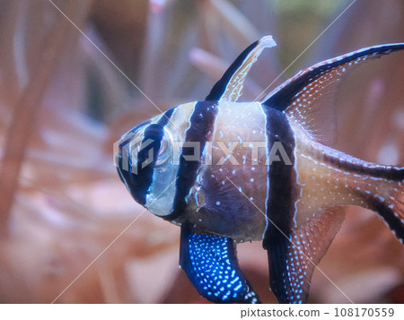 Black and white striped saltwater fish - Ptera pogon caudelnii Black and white striped saltwater fish - Ptera pogon caudelnii 108170559