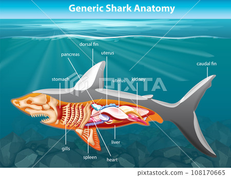 Exploring Shark Anatomy in an Underwater Scene 108170665