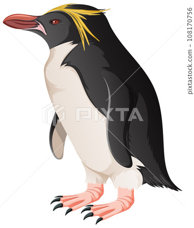 Macaroni Penguin on White Background Macaroni Penguin on White Background 108170756