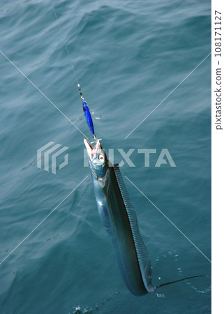 Hairtail caught with a lure 108171127