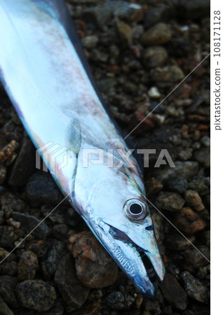 Cutlass fish caught first thing in the morning 108171128