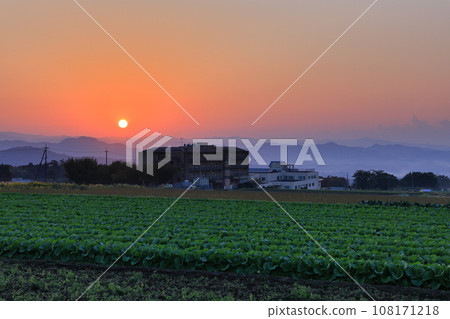 Cabbage field and sunset 1 Cabbage field and sunset 1 108171218