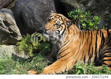 Sumatran tiger 108171249