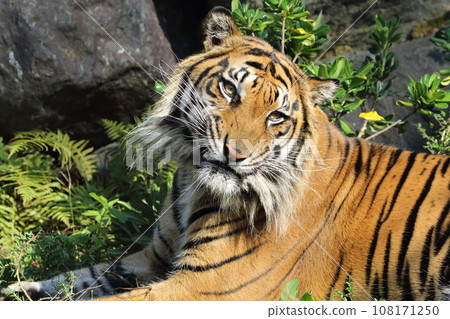 蘇門答臘虎 108171250