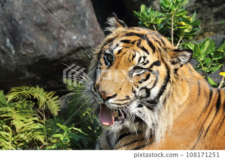 蘇門答臘虎 108171251