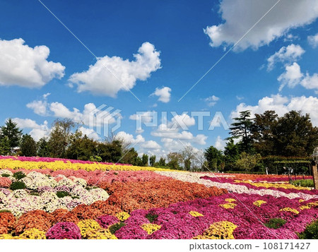 秋季藍天映襯下的小菊花毯_花園_花毯_小菊 秋季藍天映襯下的小菊花毯_花園_花毯_小菊 108171427