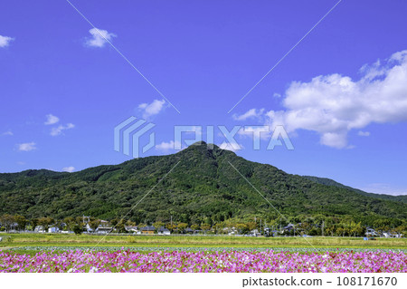 Cosmos in full bloom at Mt. Iimori and Yayoi-no-Kaze Park, which have been loved by locals for a long time (Nishi Ward, Fukuoka City) 108171670