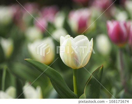Spring flower bed white tulips Spring flower bed white tulips 108171674