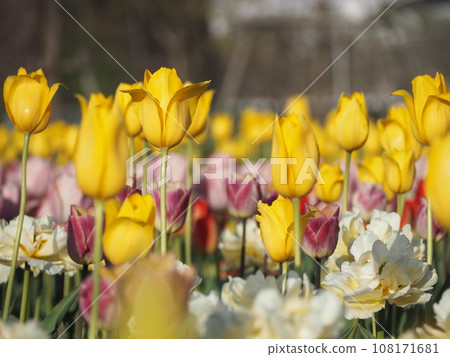 春天花壇黃色鬱金香 108171681
