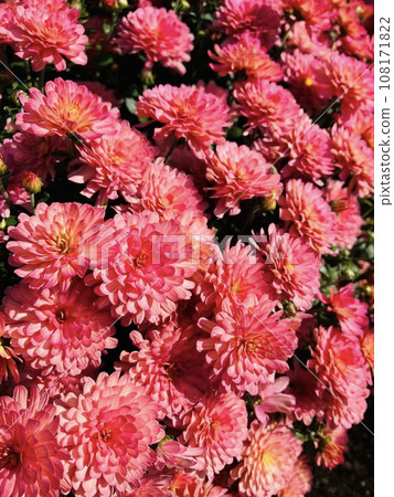 Flower background material_small chrysanthemum_flower garden 108171822