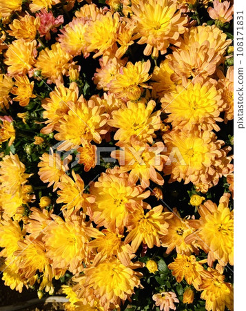 花卉背景素材_小菊花_花園 108171831