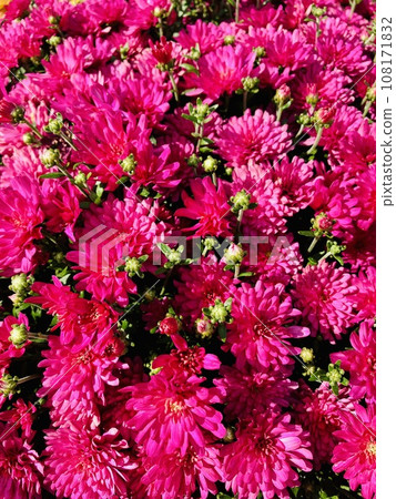 花卉背景素材_小菊花_花園 108171832