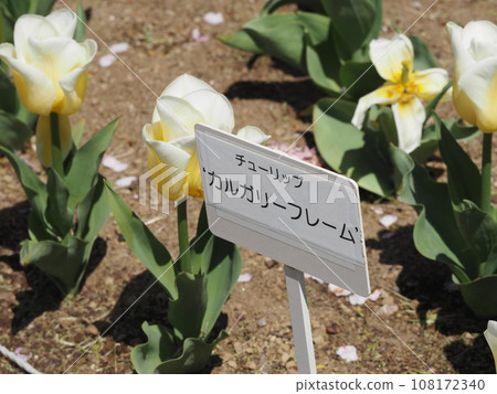 春天花壇白色鬱金香卡加利框架 108172340