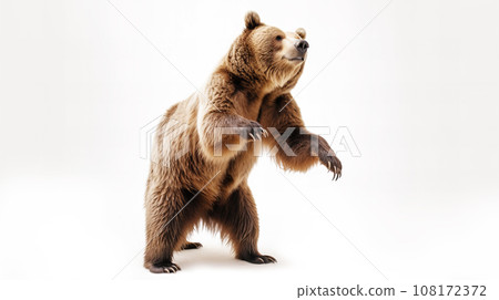 Bear white background 108172372