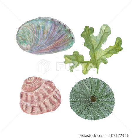 Watercolor set of shells seaweed isolated on white 108172416