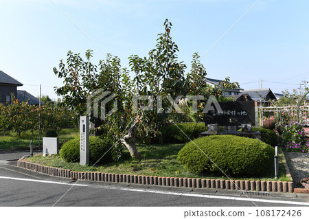 扶餘柿樹 108172426