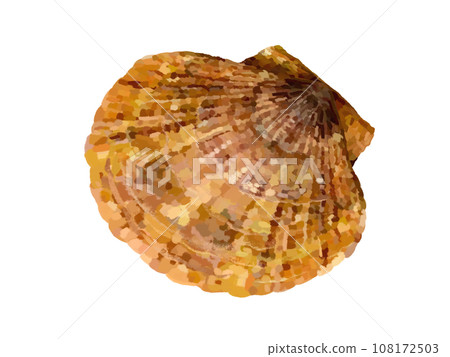 Scallops (overhead view) Scallops (overhead view) 108172503