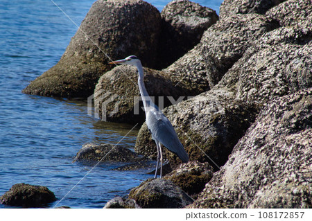 A heron standing in the sea A heron standing in the sea 108172857