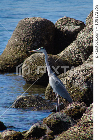 A heron standing in the sea A heron standing in the sea 108172858