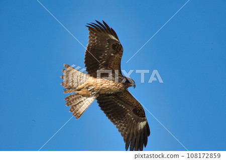 Kombies flying in the sky 108172859