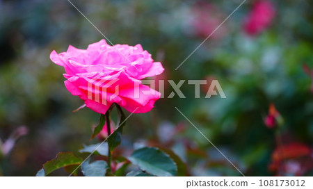Pink autumn roses are Yoshizumi Pink autumn roses are Yoshizumi 108173012
