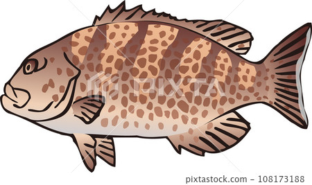 大猴子石斑魚 108173188
