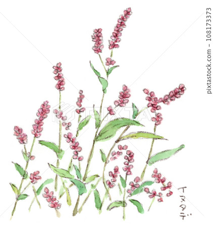 Autumn flowers, watercolor illustration of pink knotweed flower spikes 108173373