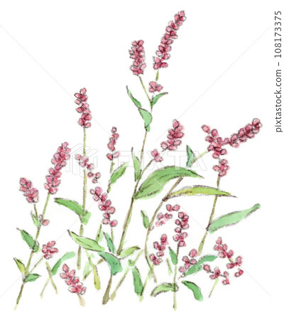 Autumn flowers, watercolor illustration of pink knotweed flower spikes Autumn flowers, watercolor illustration of pink knotweed flower spikes 108173375