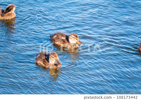 Cute little duckling swimming alone in a lake or river with calm water 108173442