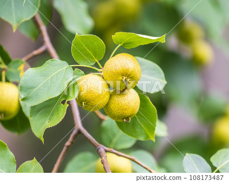 Yellow wild apples ripen on a branch. The Fruit Harvest. Autumn. Soft and selective focus. Yellow wild apples ripen on a branch. The Fruit Harvest. Autumn. Soft and selective focus. 108173487