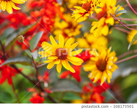 Heliopsis helianthoides flowers are yellow and better known as false sunflowers or early sunflowers that thrive in the highlands Heliopsis helianthoides flowers are yellow and better known as false sunflowers or early sunflowers that thrive in the highlands 108173501