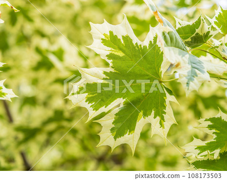 Green and white foliage of Norway Maple 'Drummondii' - Acer platanoides Variegata 108173503
