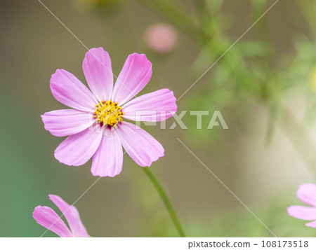 Beautiful purple Cosmos flower on green blured background. Cosmos bipinnatus, commonly called the garden cosmos or Mexican aster. Beautiful purple Cosmos flower on green blured background. Cosmos bipinnatus, commonly called the garden cosmos or Mexican aster. 108173518