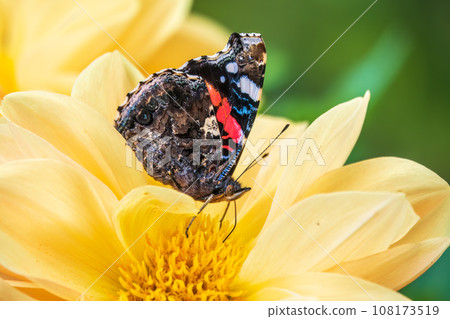 Indian red admiral butterfly, Vanessa vulcania, collects nectar on a yellow flower closeup. 108173519
