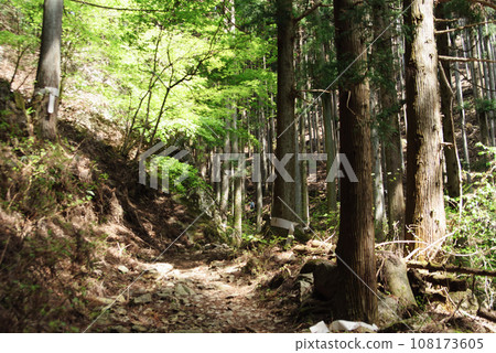 mountain trail, forest mountain trail, forest 108173605