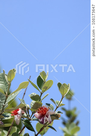 Feijoa flowers and blue sky Feijoa flowers and blue sky 108173647