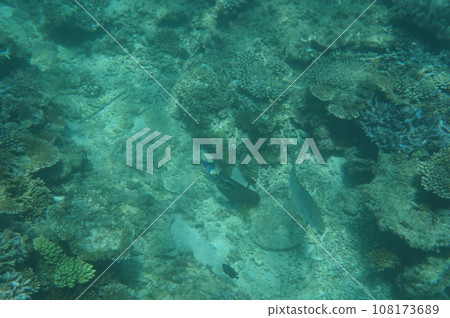 A coral reef with a variety of Okinawa corals 108173689