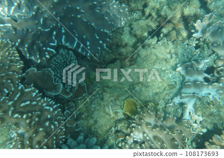 擁有各種沖繩珊瑚的珊瑚礁 108173693