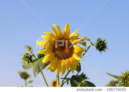 秋天的花園裡盛開的黃色向日葵在藍天的襯托下閃閃發光 108174040