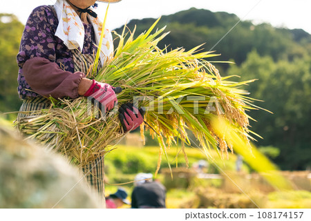Rice field 108174157