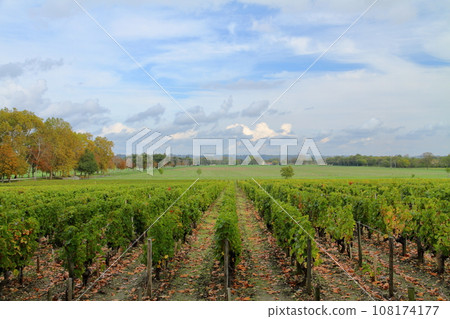 Vineyards in the Médoc area, a famous wine producing region north of Bordeaux, France 108174177