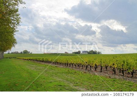 Vineyards in the Médoc area, a famous wine producing region north of Bordeaux, France 108174179