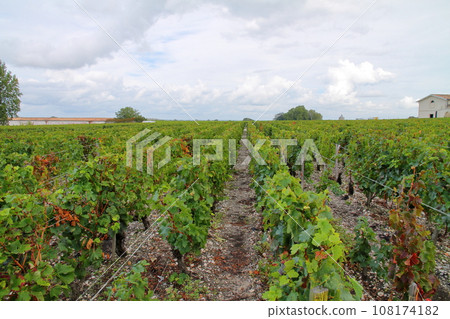 法國波爾多北部著名葡萄酒產區梅多克地區的葡萄園 108174182